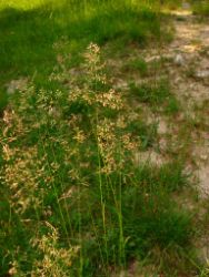 2013-07-20_Regina-F-Rau_Kochel-Rabenkopf (378).JPG